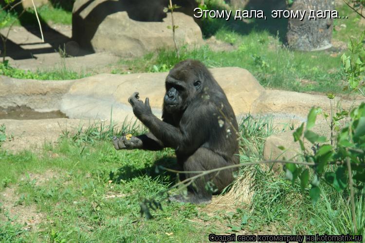 Этому дала, этому дала...... Котоматрица: Этому дала, этому дала...