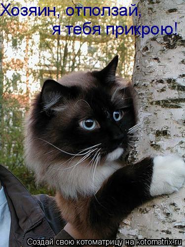 Котоматрица: Хозяин, отползай, я тебя прикрою!