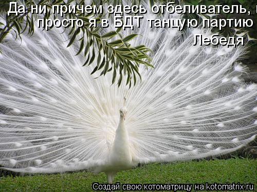 Котоматрица: Да ни причем здесь отбеливатель, просто я в БДТ танцую партию Лебедя просто я в БДТ танцую партию Лебедя  Лебедя