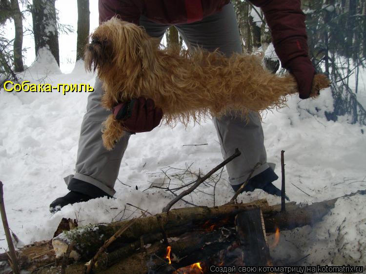 Собака-гриль... Котоматрица: Собака-гриль