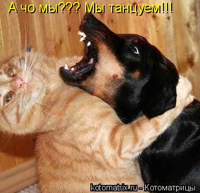 Котоматрица: А чо мы??? Мы танцуем!!!