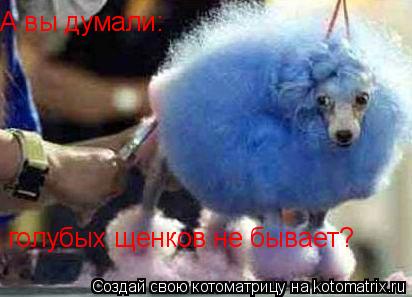 Котоматрица: А вы думали:  голубых щенков не бывает?