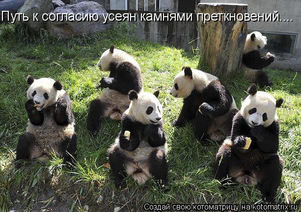 Путь к согласию усеян камнями преткновений....... Котоматрица: Путь к согласию усеян камнями преткновений....