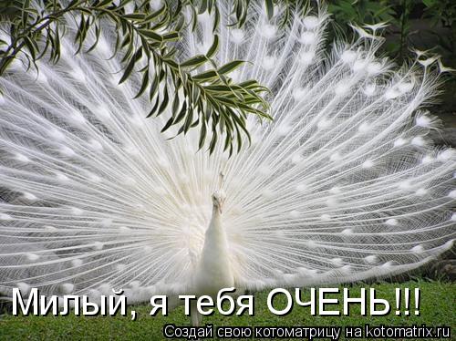 Милый, я тебя ОЧЕНЬ!!!... Котоматрица: Милый, я тебя ОЧЕНЬ!!!