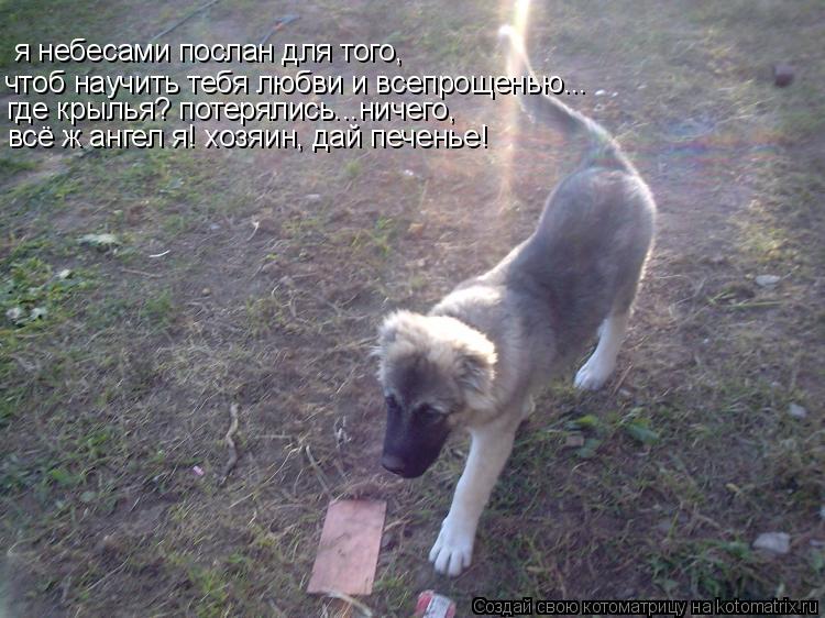 я небесами послан для того, чтоб научить тебя любви и всепрощенью... где крылья? потерялись...ничего,... Котоматрица: я небесами послан для того, чтоб научить тебя любви и всепрощенью... где крылья? потерялись...ничего, всё ж ангел я! хозяин, дай печенье!