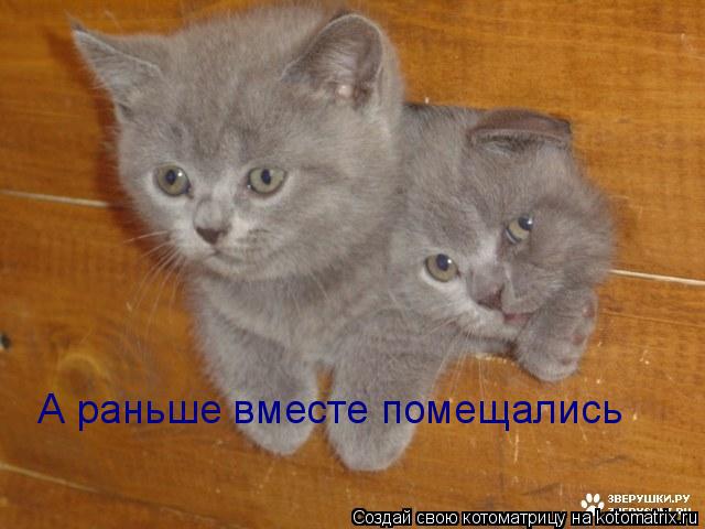 А раньше вместе помещались... Котоматрица: А раньше вместе помещались