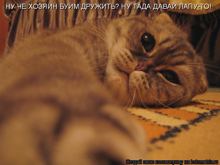 НУ ЧЕ ХОЗЯИН БУИМ ДРУЖИТЬ? НУ ТАДА ДАВАЙ ЛАПУ-ТО!... Котоматрица: НУ ЧЕ ХОЗЯИН БУИМ ДРУЖИТЬ? НУ ТАДА ДАВАЙ ЛАПУ-ТО!