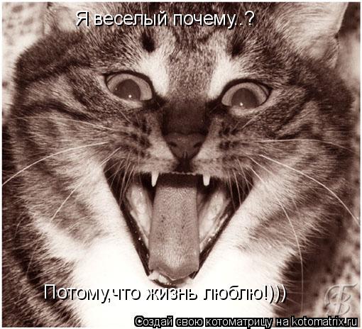 Я веселый почему..? Потому,что жизнь люблю!)))... Котоматрица: Я веселый почему..? Потому,что жизнь люблю!)))
