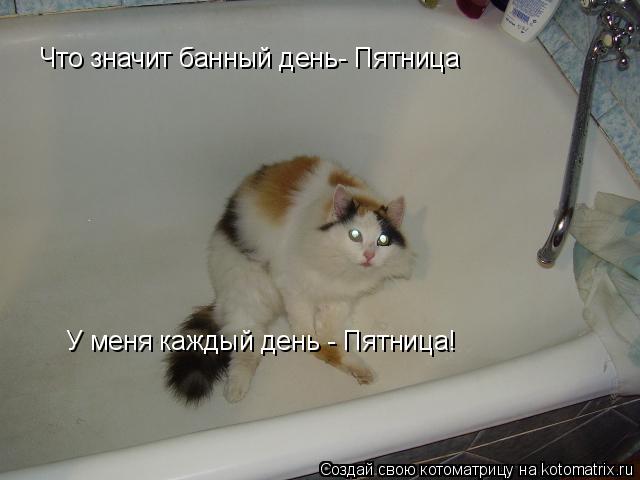 Котоматрица: У меня каждый день - Пятница! Что значит банный день- Пятница
