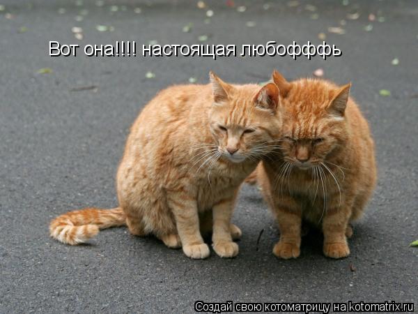 Вот она!!!! настоящая любофффь... Котоматрица: Вот она!!!! настоящая любофффь