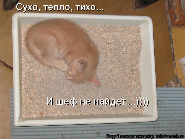 Сухо, тепло, тихо... И шеф не найдет....))))... Котоматрица: Сухо, тепло, тихо... И шеф не найдет....))))