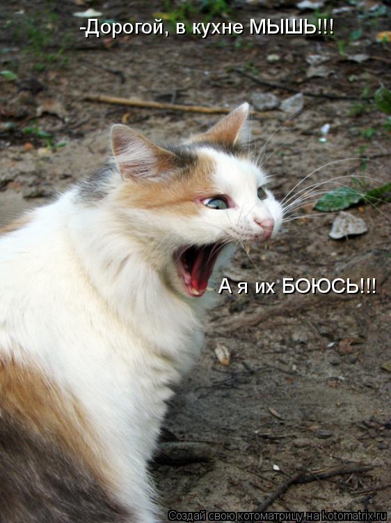-Дорогой, в кухне МЫШЬ!!! А я их БОЮСЬ!!!... Котоматрица: -Дорогой, в кухне МЫШЬ!!! А я их БОЮСЬ!!!