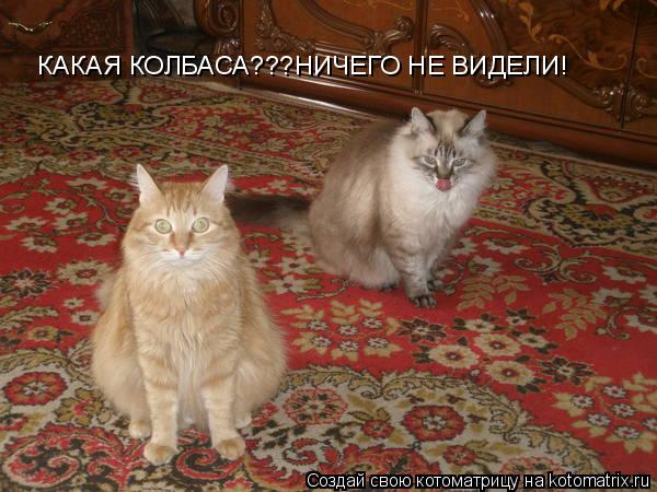 КАКАЯ КОЛБАСА???НИЧЕГО НЕ ВИДЕЛИ!... Котоматрица: КАКАЯ КОЛБАСА???НИЧЕГО НЕ ВИДЕЛИ!