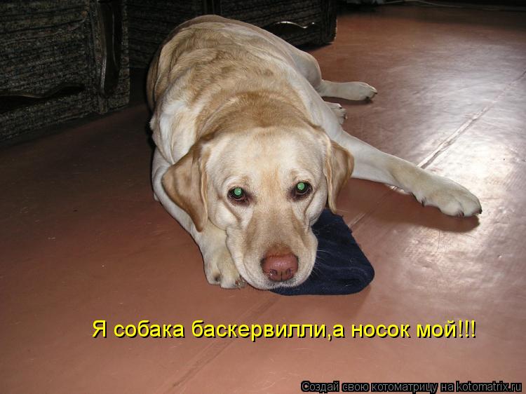 Я собака баскервилли,а носок мой!!!... Котоматрица: Я собака баскервилли,а носок мой!!!
