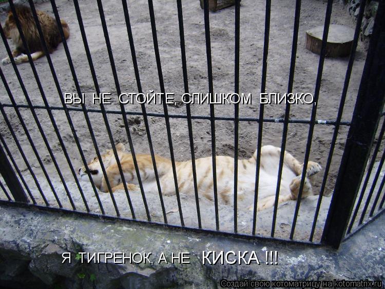 Котоматрица: ВЫ  НЕ  СТОЙТЕ, СЛИШКОМ  БЛИЗКО,  Я  ТИГРЕНОК, А НЕ КИСКА !!!