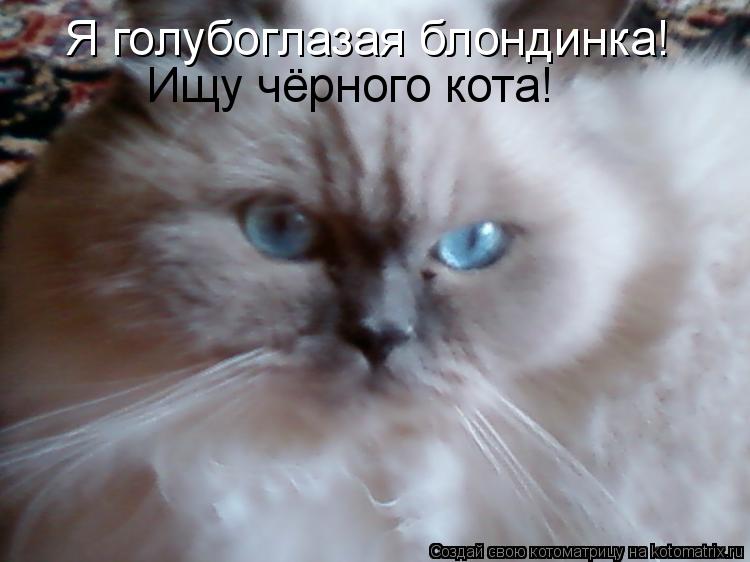 Я голубоглазая блондинка! Ищу чёрного кота!... Котоматрица: Я голубоглазая блондинка! Ищу чёрного кота!