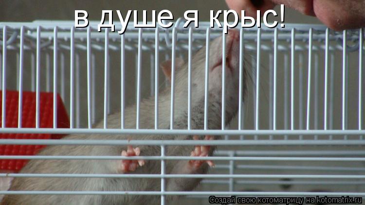 в душе я крыс!... Котоматрица: в душе я крыс!