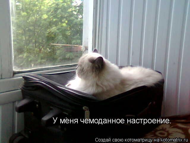 У меня чемоданное настроение.... Котоматрица: У меня чемоданное настроение.