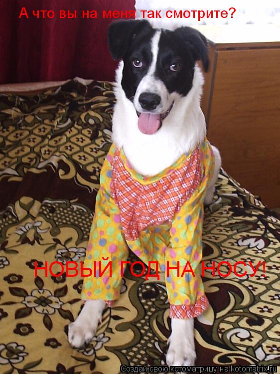 Котоматрица: А что вы на меня так смотрите? НОВЫЙ ГОД НА НОСУ!