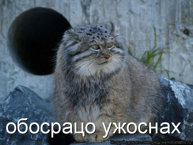 Котоматрица: обосрацо ужоснах