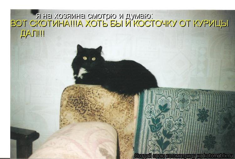 я на хозяина смотрю и думаю: ВОТ СКОТИНА!!!А ХОТЬ БЫ И КОСТОЧКУ ОТ КУРИЦЫ ДАЛ!!!... Котоматрица: я на хозяина смотрю и думаю: ВОТ СКОТИНА!!!А ХОТЬ БЫ И КОСТОЧКУ ОТ КУРИЦЫ ДАЛ!!!