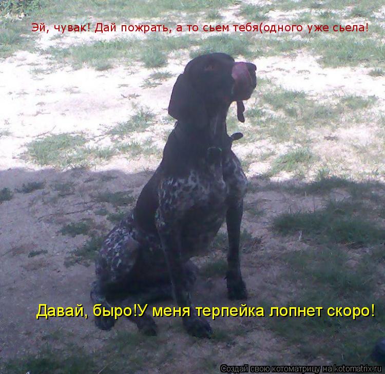 Котоматрица: Эй, чувак! Дай пожрать, а то сьем тебя(одного уже сьела! Давай, быро!У меня терпейка лопнет скоро!