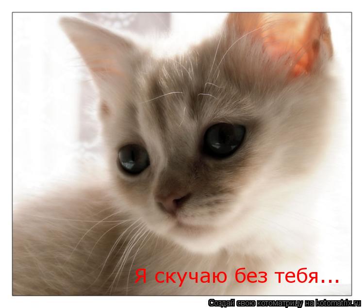 Котоматрица: Я скучаю без тебя...