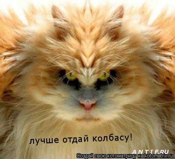 лучше отдай колбасу!... Котоматрица: лучше отдай колбасу!