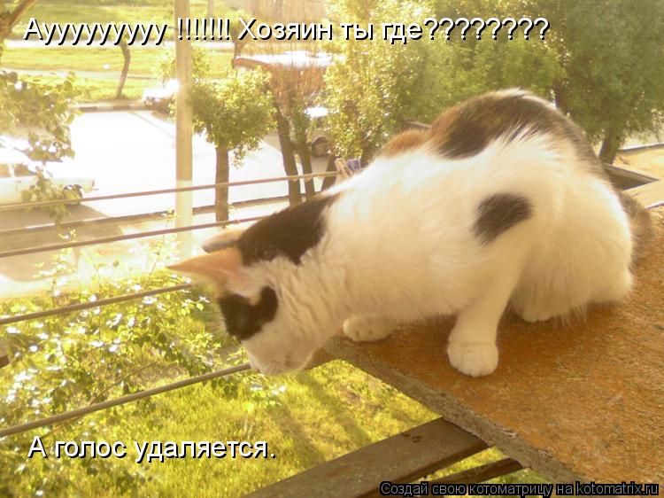 Котоматрица: Аууууууууу !!!!!!! Хозяин ты где???????? А голос удаляется.