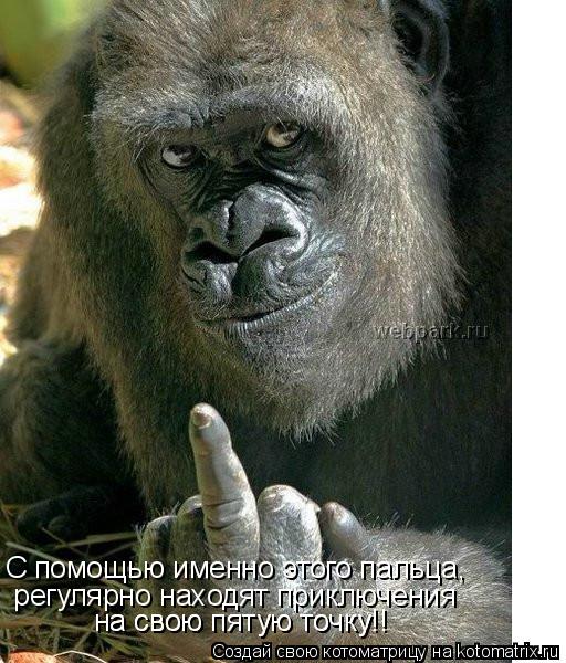 Котоматрица: С помощью именно этого пальца,  регулярно находят приключения на свою пятую точку!! на свою пятую точку!!