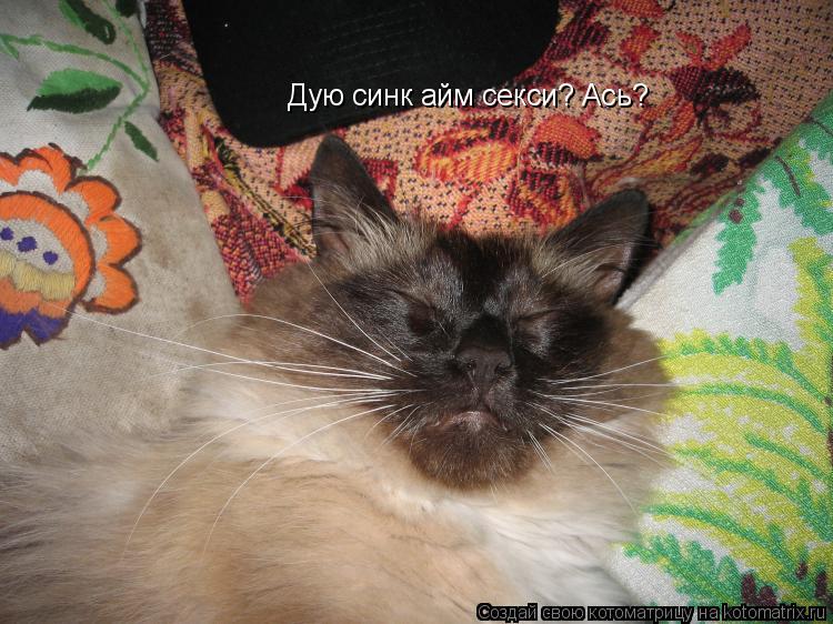 Котоматрица: Дую синк айм секси? Ась?