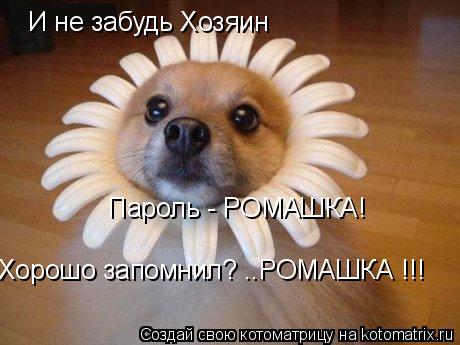 Котоматрица: И не забудь Хозяин Пароль - РОМАШКА! Хорошо запомнил? ..РОМАШКА !!!