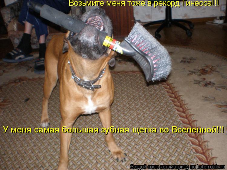 Возьмите меня тоже в рекорд Гинесса!!! У меня самая большая зубная щетка во Вселенной!!!... Котоматрица: Возьмите меня тоже в рекорд Гинесса!!! У меня самая большая зубная щетка во Вселенной!!!