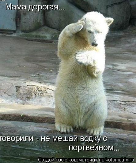 Котоматрица: Мама дорогая... говорили - не мешай водку с  портвейном,,,