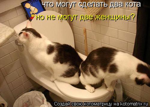 Котоматрица: что могут сделать два кота но не могут две женщины?
