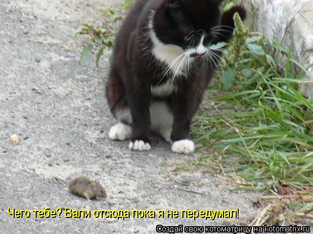 Котоматрица: Чего тебе? Вали отсюда пока я не передумал!