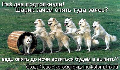 Раз,два,подтолкнули! Шарик зачем опять туда залез? ведь опять до ночи возиться будем а выпить?... Котоматрица: Раз,два,подтолкнули! Шарик зачем опять туда залез? ведь опять до ночи возиться будем а выпить?