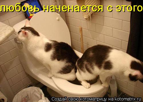 любовь наченается с этого... Котоматрица: любовь наченается с этого
