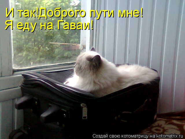 И так!Доброго пути мне! Я еду на Гаваи!... Котоматрица: И так!Доброго пути мне! Я еду на Гаваи!