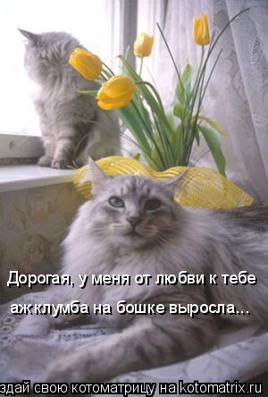 Дорогая, у меня от любви к тебе аж клумба на бошке выросла...... Котоматрица: Дорогая, у меня от любви к тебе аж клумба на бошке выросла...