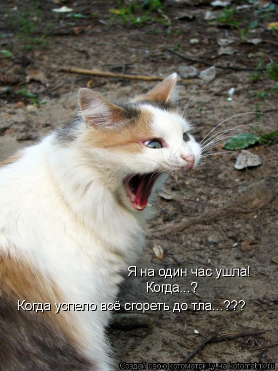 Я на один час ушла! Когда...? Когда успело всё сгореть до тла...???... Котоматрица: Я на один час ушла! Когда...? Когда успело всё сгореть до тла...???