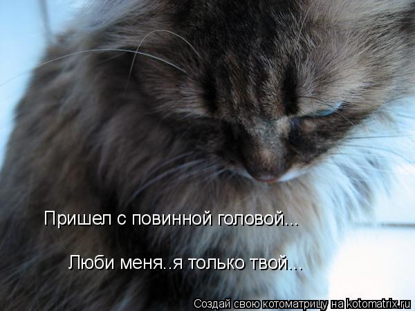 Котоматрица: Пришел с повинной головой... Люби меня..я только твой...