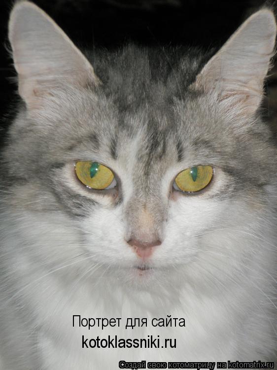 Котоматрица: Портрет для сайта kotoklassniki.ru