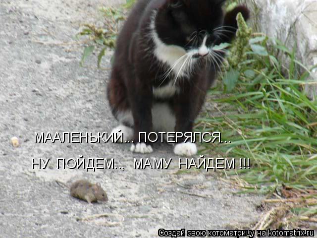 Котоматрица: МААЛЕНЬКИЙ... ПОТЕРЯЛСЯ... НУ  ПОЙДЕМ..,  МАМУ  НАЙДЕМ !!!