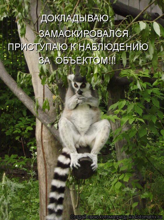 Котоматрица: ДОКЛАДЫВАЮ: ЗАМАСКИРОВАЛСЯ, ПРИСТУПАЮ К НАБЛЮДЕНИЮ ЗА  ОБЪЕКТОМ!!!