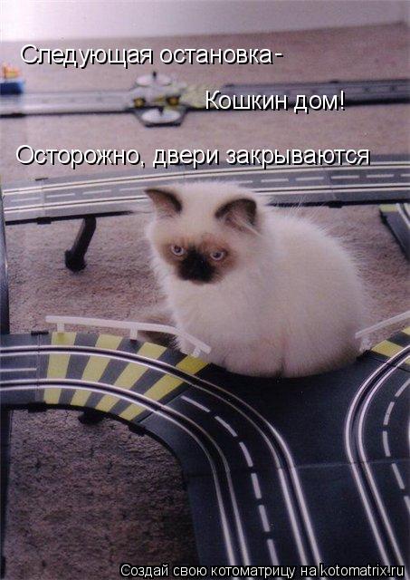 Котоматрица: Следующая остановка  - Кошкин дом! Осторожно, двери закрываются