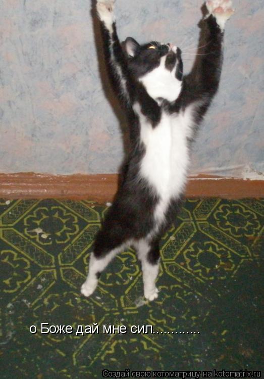 Котоматрица: о Боже дай мне сил.............