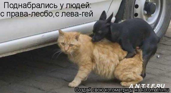 Поднабрались у людей: с права-лесбо,с лева-гей... Котоматрица: Поднабрались у людей: с права-лесбо,с лева-гей