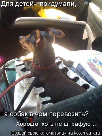 Для детей - придумали, а собак в чем перевозить? Хорошо, хоть не штрафуют...... Котоматрица: Для детей - придумали, а собак в чем перевозить? Хорошо, хоть не штрафуют...