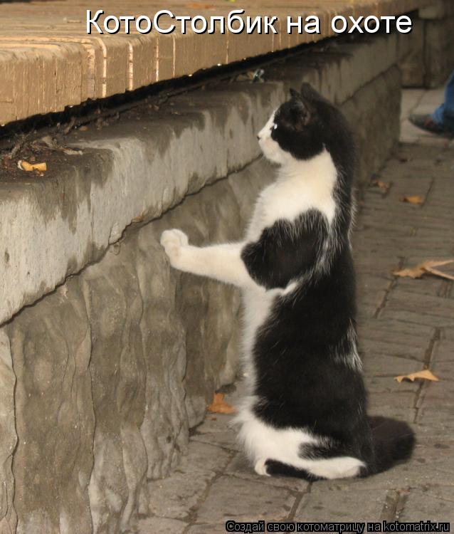 Котоматрица: КотоСтолбик на охоте